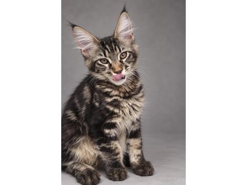 Dev erkek maine coon orman rengi