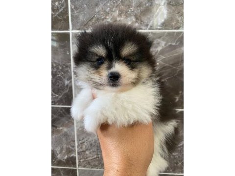 Orjinal minyatür pomeranian
