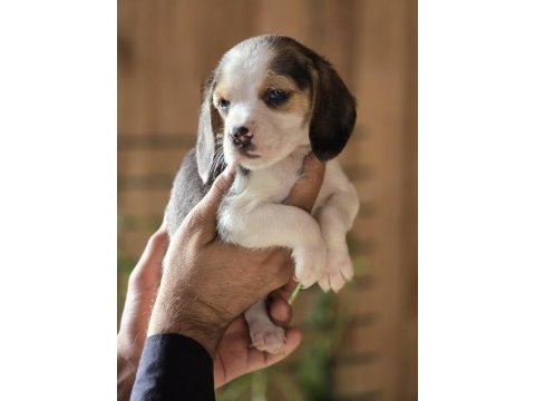 Safkan beagle yavruları