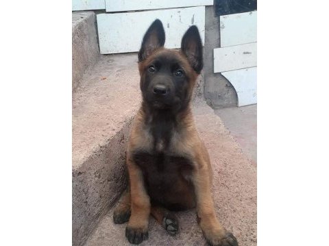 Belçika malinois yavrular uygun fiyat kalite