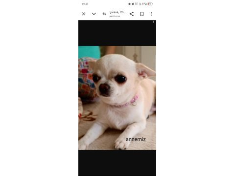 Şivava (chihuahua) yavruları