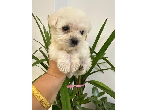Maltipoo yavru dişi köpeğimiz