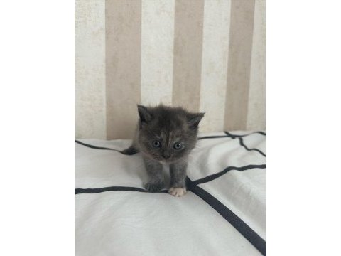 Russian blue ile british longhair melezleri 2 aylık