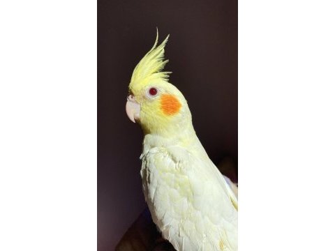 Erkek el besleme sultan papağanımız