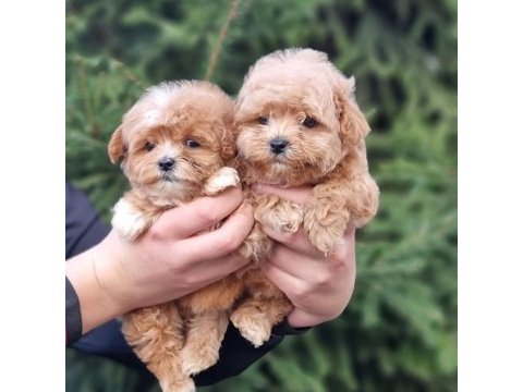 Sevimli maltipoo yavruları