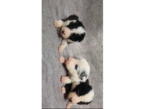 Sağlıklı border collie yavrularımız