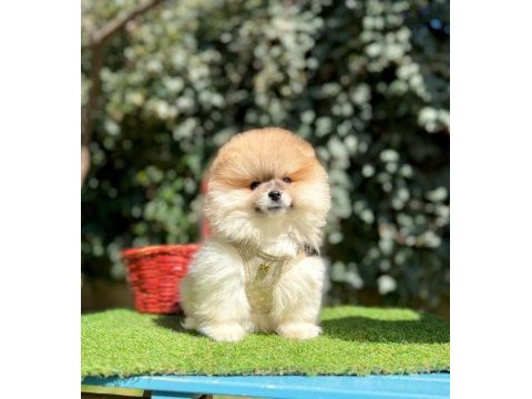 Safkan pomeranian boo yavrularımız