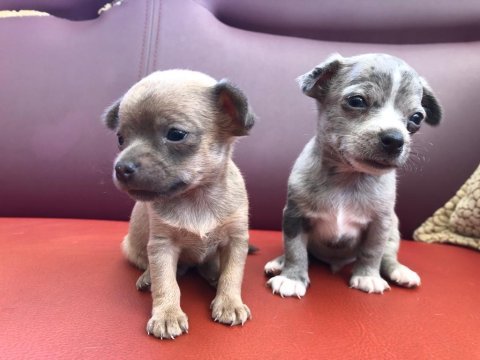 Orjinal chihuahua mavi gözlü yavru