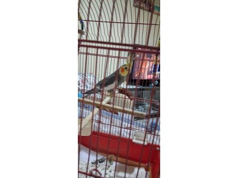 Sultan papağanı erkek