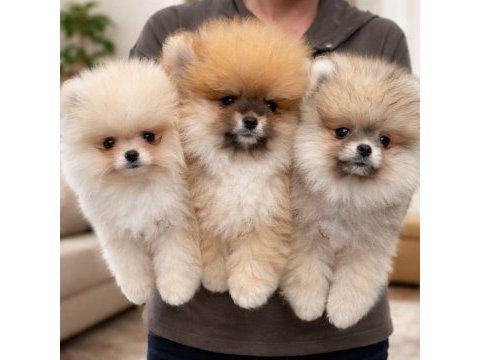 Pomeranıan boo yavrular [majyajsız fönsüz}