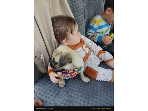 3 aylık yavru pug