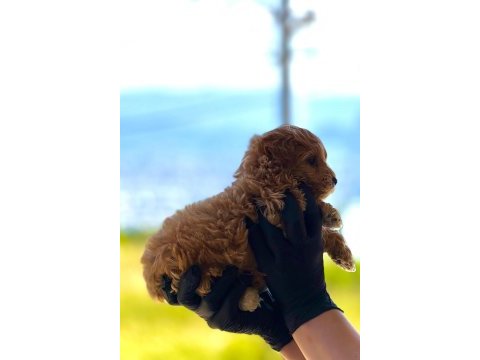 Yeni yuvasına hazır maltipoo ve poodle yavrularımız