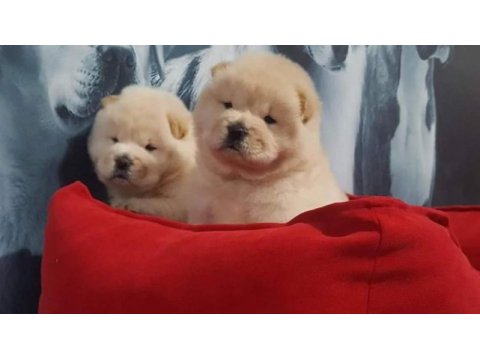 Çin aslanı yavrularımız (chow chow)
