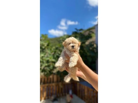 Maltipoo yavrularımız