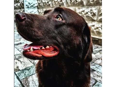2 yaşında kısır erkek çikolata labrador