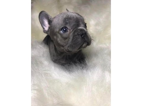 Şirinlik abidesi french bulldog bebekler