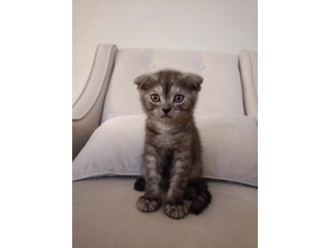 Erkek scottish fold yavru kedimiz