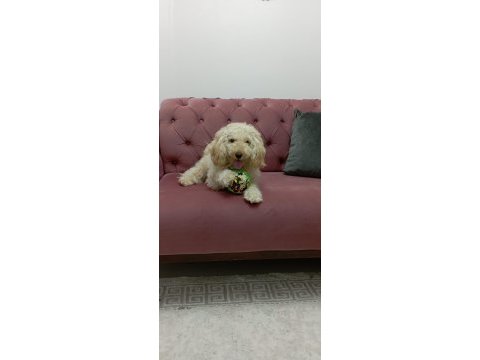 Poodle kızımıza erkek pirens arıyoruz