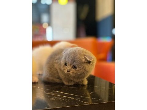 Scottish fold yeterince anne sütü aldı oyuncu kediler