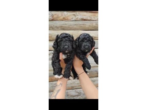 Toy poodle yavrularımız