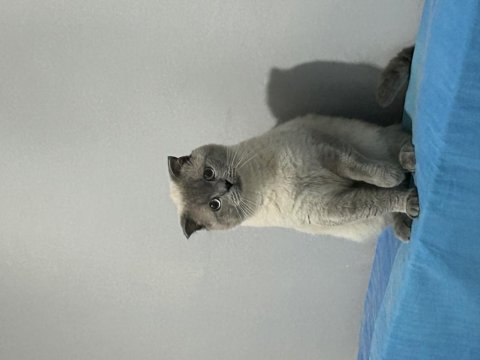 Blue point 1.5 yaşında erkek british shorthair