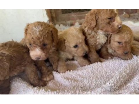 Mini maltipoo yavrular