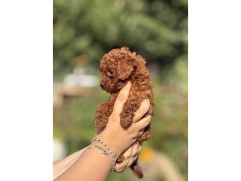 Çiş eğitimli toy poodle bebekler 