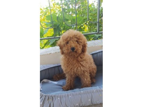 Teslime hazır toy poodle yavru
