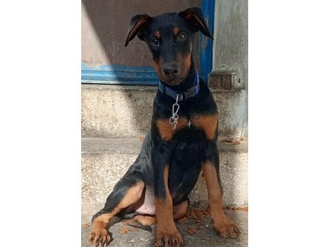 Acil kalitesinin mükemmel doberman yavru