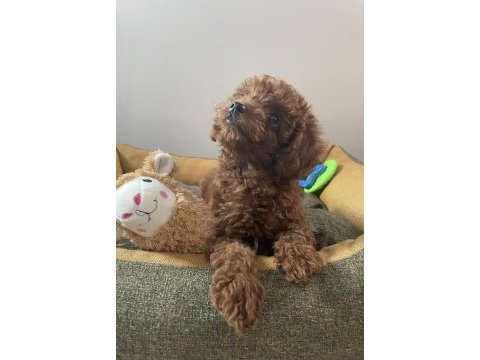 Micro boy toy poodle kızımız yeni yuvasını arıyor