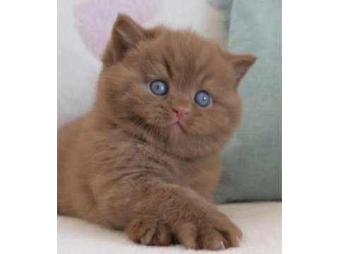 Cinnamon safkan british shorthair
