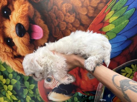 Maltese terrier yavrumuz