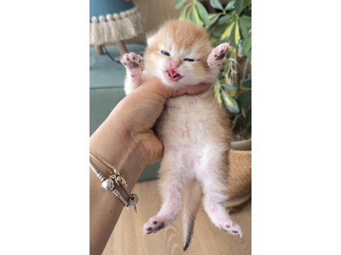 Golden british shorthair dişi ve erkek bebekler