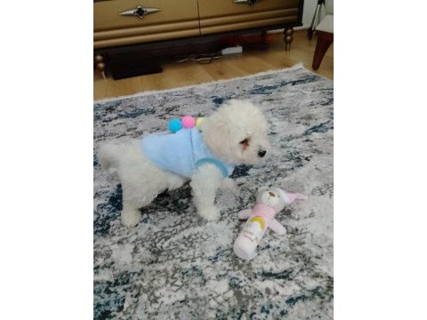 Bichon frise erkek