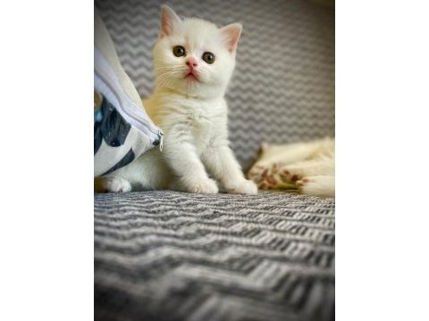 2.5 aylık yavru ankara kedisi melezi