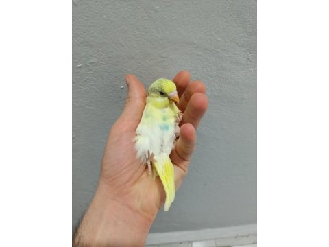 Yavru özel renk erkek muhabbet kuşu