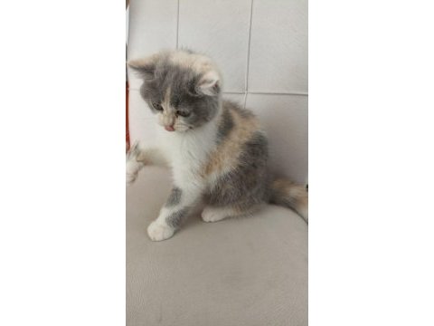 British shorthair kedimizi sahiplendirme