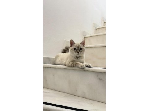 Yakışıklı british shorthair oğlumu sahiplendiriyorum