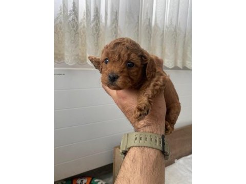 Baba 0 numara anne 01 numara toy poodle