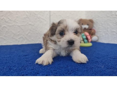 Kendileri mini sevgileri kocaman morkie yavruları