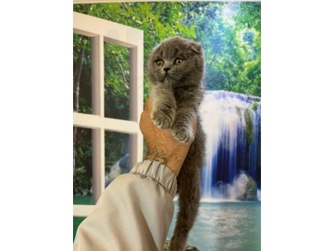 Scottish fold ve british shorthair yavrular