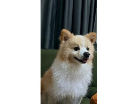 4 yaşında erkek pomeranian sahiplendirilecektir