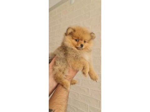 Pomeranian teacup