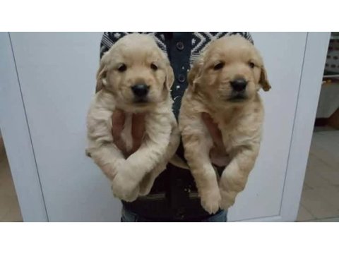 Golden retriever yavrusu köpekler