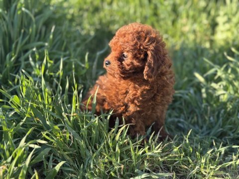 Dark brown kore toy poodle yavrularımızı canlı görün