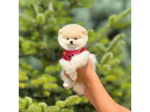 Pofuduk pomeranian yavrularımız