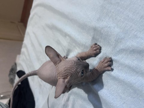 1 aylık dişi ve erkek aşılı bambino sfenks yavrular