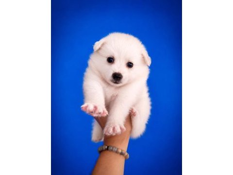 Beyaz pomeranian spitz yavrumuz