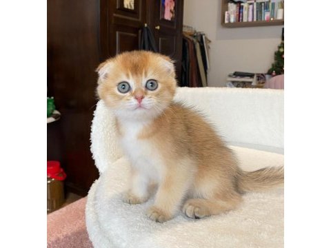 Scottish fold asil prens ve prenses