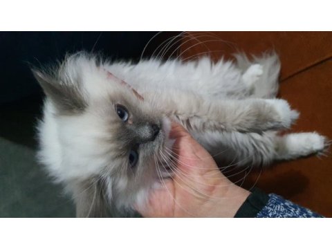 Ragdoll kedime yeni yuva arıyorum